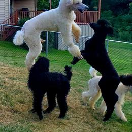 Poodle All Grown Up from Vintage Poodles