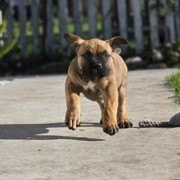 YELLOW - Brown female Boerboel puppy in Ferndale, California from WILDCAT BOERBOELS
