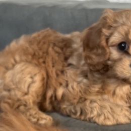 Cavapoos and Goldendoodles from 406springhilldoodles