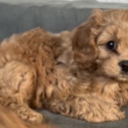Cavapoos and Goldendoodles from 406springhilldoodles