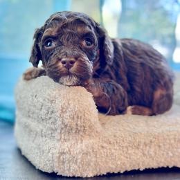 Misty - Merle female Cockapoo puppy in Palm Beach County, Florida from Benji’s Cockapoos