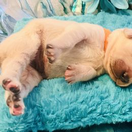 Golden Retriever Puppies from English Cream Goldens in Georgia