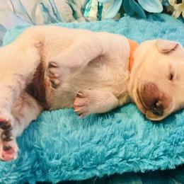 Golden Retriever Puppies from English Cream Goldens in Georgia
