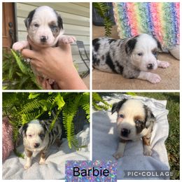 Australian Shepherd Puppies from B&M Kennels