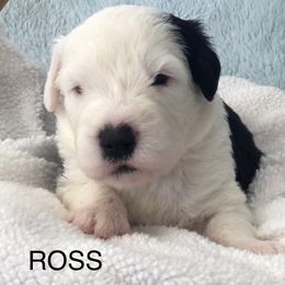 Ross - Blue gray and white male Old English Sheepdog puppy in Baltimore, Maryland from Misty Blue’s Old English Sheepdogs