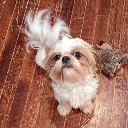 Dylan - Shih Tzu