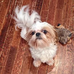 Dylan - Shih Tzu