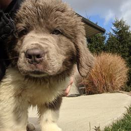 Newfoundland Puppies from Wrinkles Rare Newfoundlands