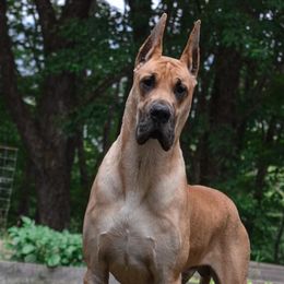 Great Danes from Stuck Run Danes