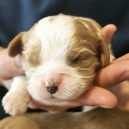 Mr. Darcy - Blenheim Cavalier King Charles Spaniel puppy in Traverse City, Michigan from Crozapulco Cavaliers AKC