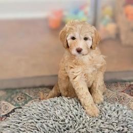 Sugar - Fawn and white female Sheepadoodle puppy in Austin, Texas from Darling Doodles