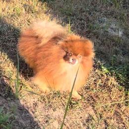 Chip - Pomeranian