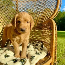Goldendoodle Puppies from Honeydoodles
