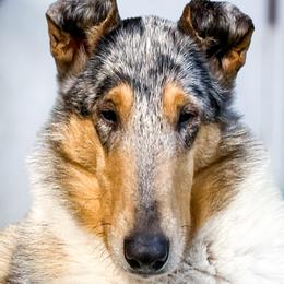 Collies from Meissa Collies
