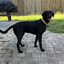 Labrador Retriever All Grown Up from Daylin’s Doodles & Labradors