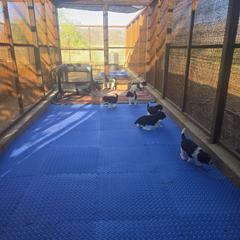 Springerdoodle Puppies from 64 Farm