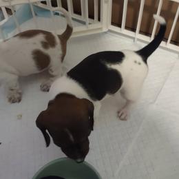 Pebbles - Piebald female Dachshund puppy in Acworth, Georgia from Real Life Pupps LLC
