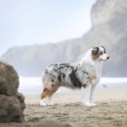 Australian Shepherd All Grown Up from Dirty Laundry Australian Shepherds