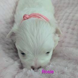 Rosie - White female Maltese puppy in Jacksonville, North Carolina from Grantham Maltese