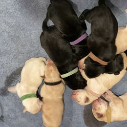 Labrador Retriever Puppies from Geronimo Labradors