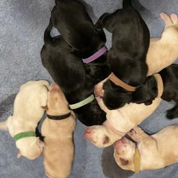Labrador Retriever Puppies from Geronimo Labradors