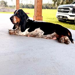 Sicily - Basset Hound