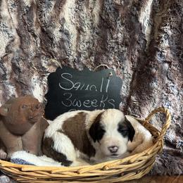 Squall - Brown and white female Saint Berdoodle puppy in Traverse City, Michigan from Bare Paws Saint Berdoodles