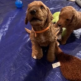 Goldendoodle Puppies from GG's Doodles