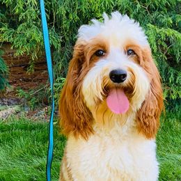 Jack - Australian Labradoodle