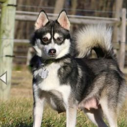 Montana - Pomsky