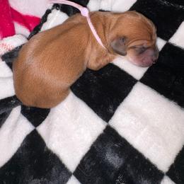 Chesney - Red female Dachshund puppy in Magnolia, Texas from Little Honey’s Dachshunds