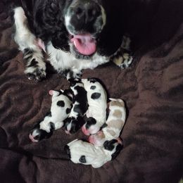 Cocker Spaniel puppies from Claire's Cockers