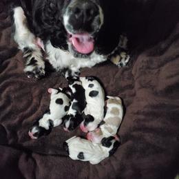 Cocker Spaniel puppies from Claire's Cockers