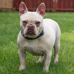 Snowy - French Bulldog