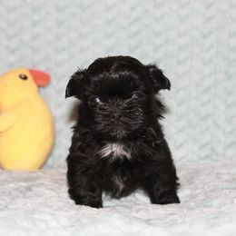 Shihpoo Puppies from 🧸 Teddies