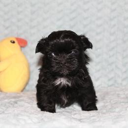 Shihpoo Puppies from 🧸 Teddies