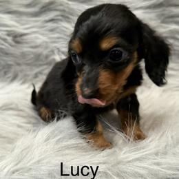 Lucy - Black and tan female Dachshund puppy in Cabool, Missouri from Dachshund's of Country Magic Farms in Missouri