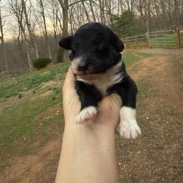 Batman - Black and white male Aussiedoodle puppy in Bedford, Virginia from Brandt Farms Aussiedoodles