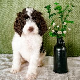 Boomerang - Chocolate male Labradoodle puppy in Elizabeth City, North Carolina from Howdy Doodles