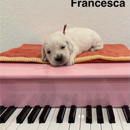Francesca - Light golden female Golden Retriever puppy in Conroe, Texas from Tails of Cypress