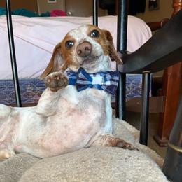 Apollo - Dachshund