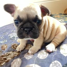 French Bulldog Puppies from White Hippo Frenchies