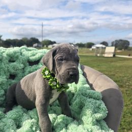 Sheila - Blue female Great Dane puppy in Granby, Missouri from HCR Great Danes