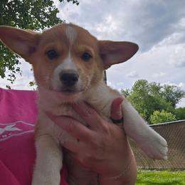 Brown Boy 7 - White and fawn male Pembroke Welsh Corgi puppy in Orange, Virginia from CL&L Corgi's