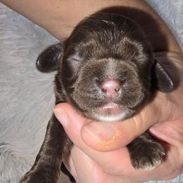 Reese - Brown female Cocker Spaniel puppy in Florence, South Carolina from Reddick's American Cocker Spaniels