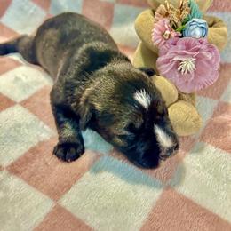Bella - Salt and pepper female Miniature Schnauzer puppy in Deltona, Florida from LIZ FANCY SCHNAUZERS