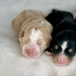 Bernedoodles from Harding Doodles