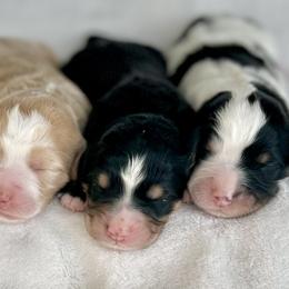 Bernedoodles from Harding Doodles