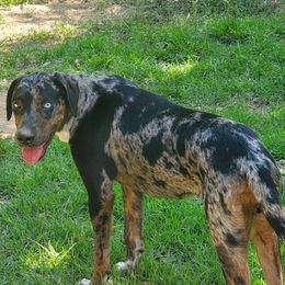 Annie J - Catahoula Leopard Dog