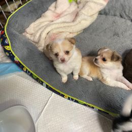 Leon - Gold and white male Chihuahua puppy in Red Bluff, California from Aye Chihuahua